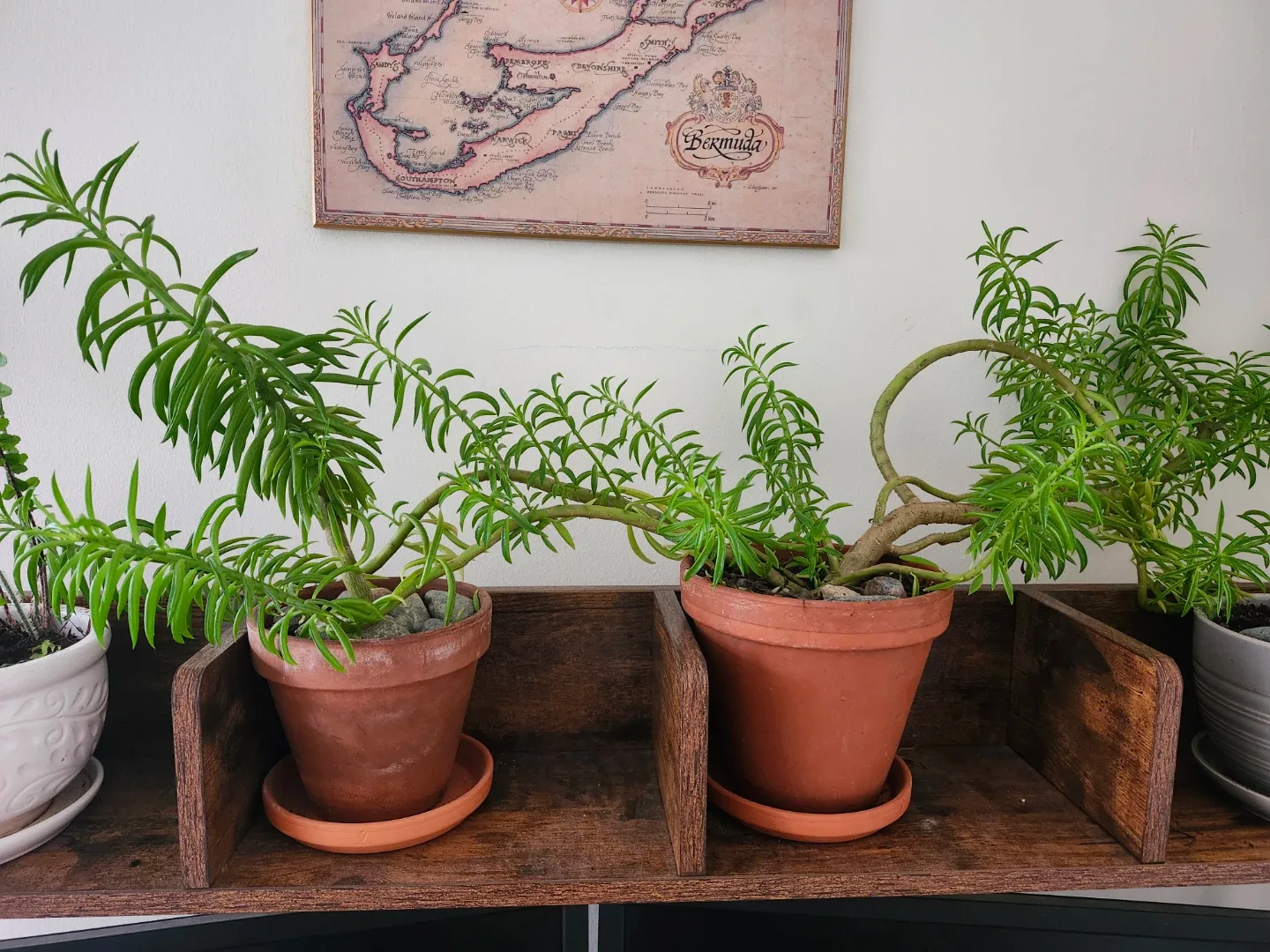 Two "Happy Bean"  Plants with Pots