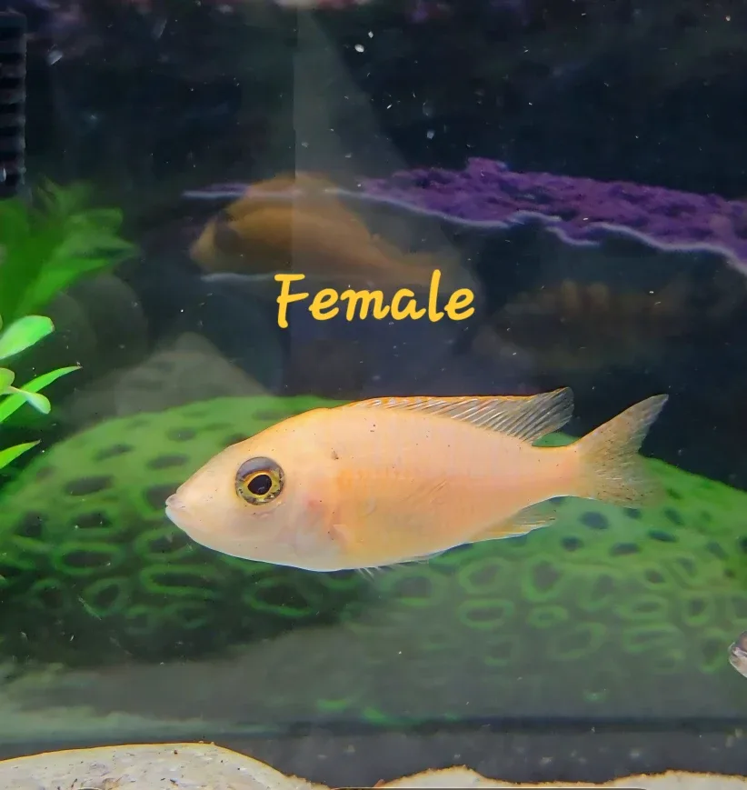 African Cichlids image indicator(5)