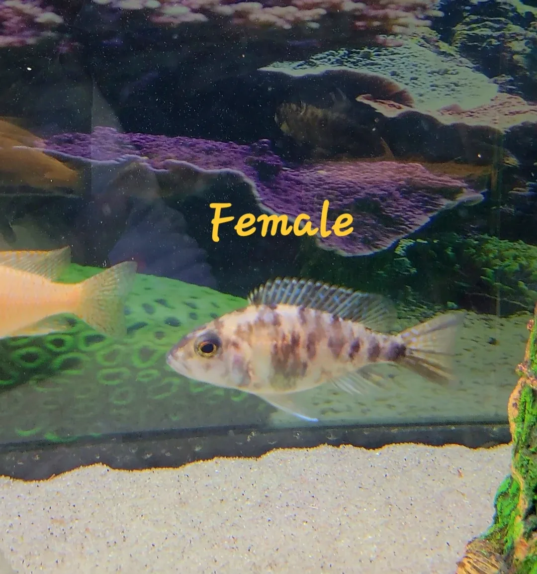 African Cichlids image indicator(6)