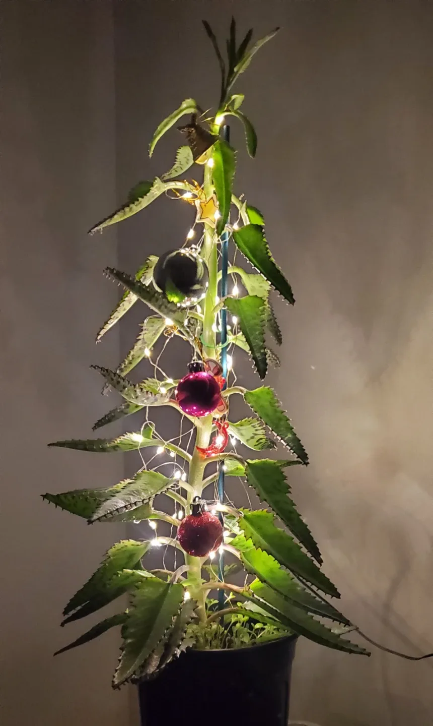 Mother of Thousands Plant with Christmas Ornaments image indicator(2)