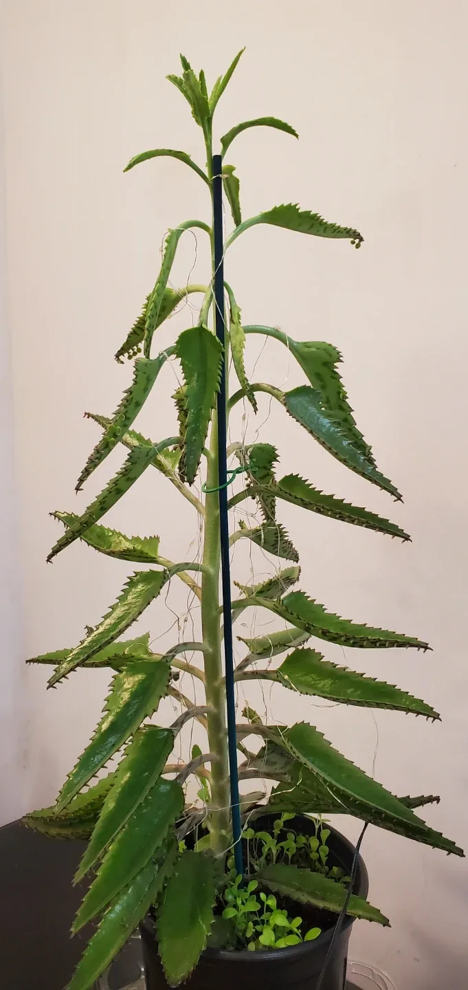 Mother of Thousands Plant with Christmas Ornaments image indicator(6)