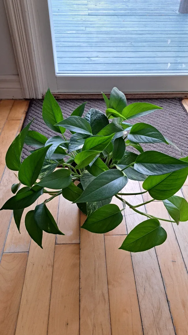 Potted Pathos Plant image indicator(2)