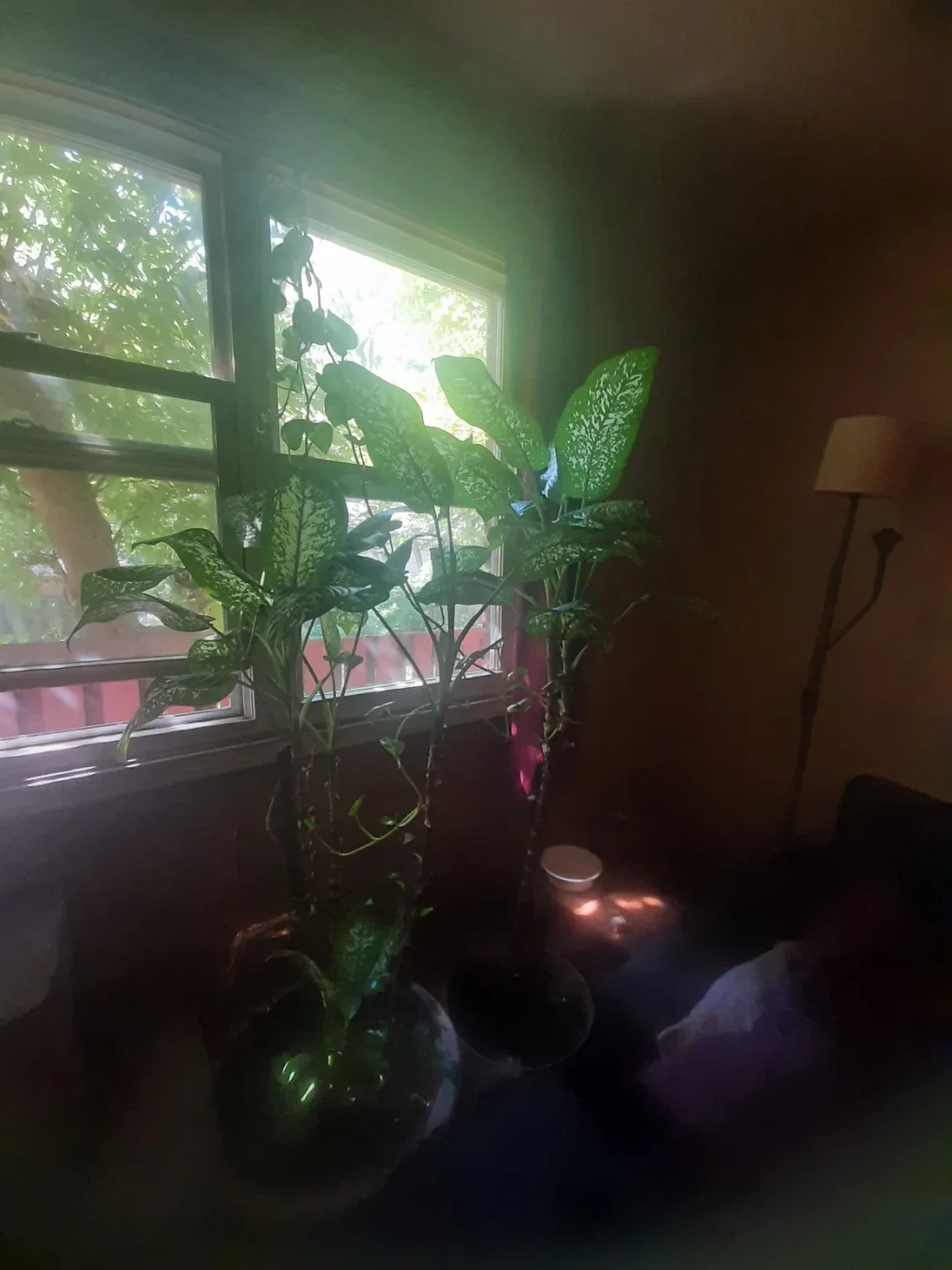 Indoor  deffinbatchia plant image indicator(3)