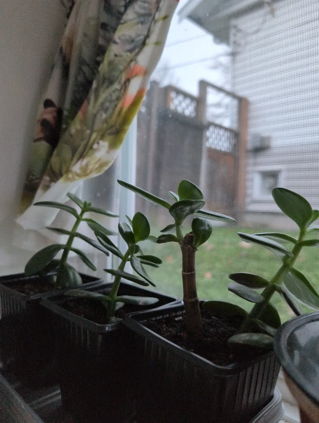 Jade Plant image indicator(9)