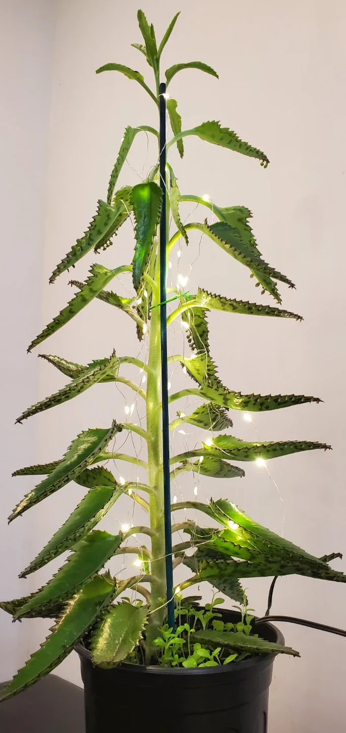 Mother of Thousands Plant with Christmas Ornaments image indicator(5)