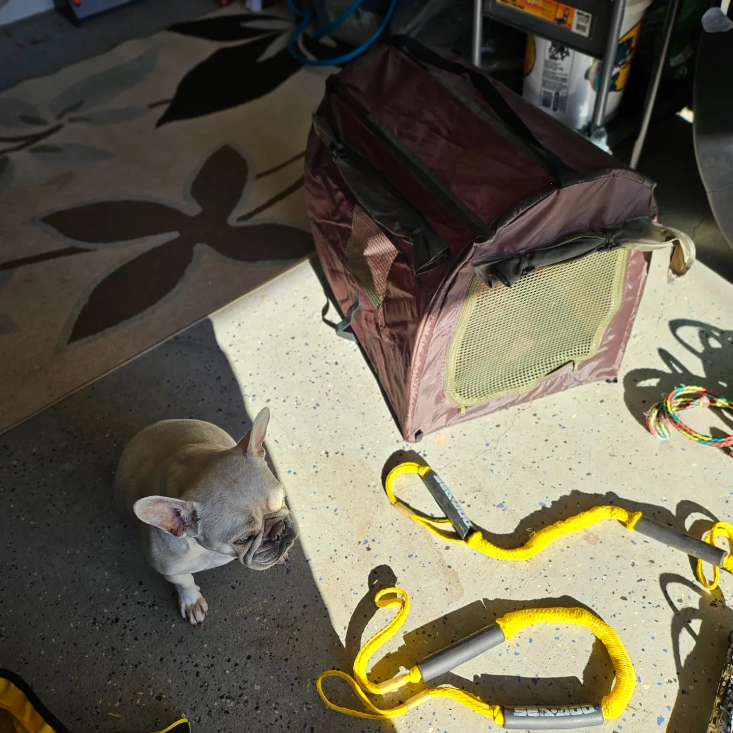 Pet Life Carrier Crate - Brown image indicator(2)