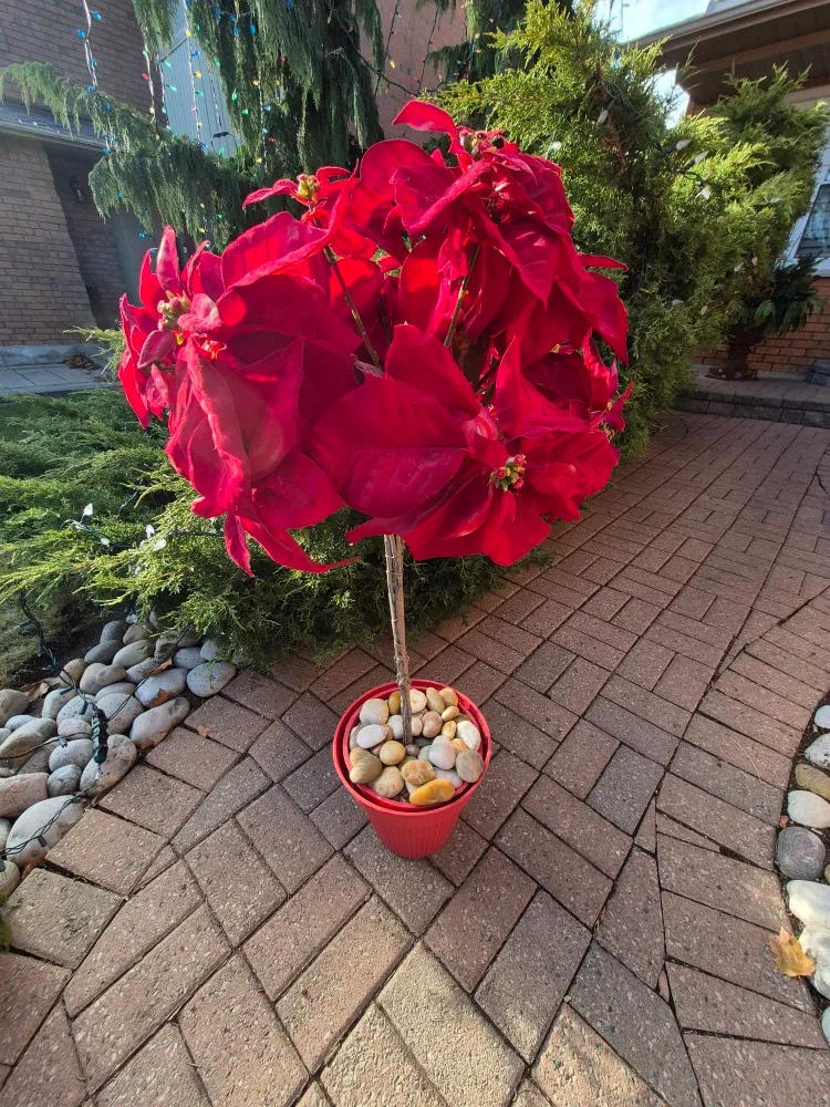 Red Poinsettia Plant