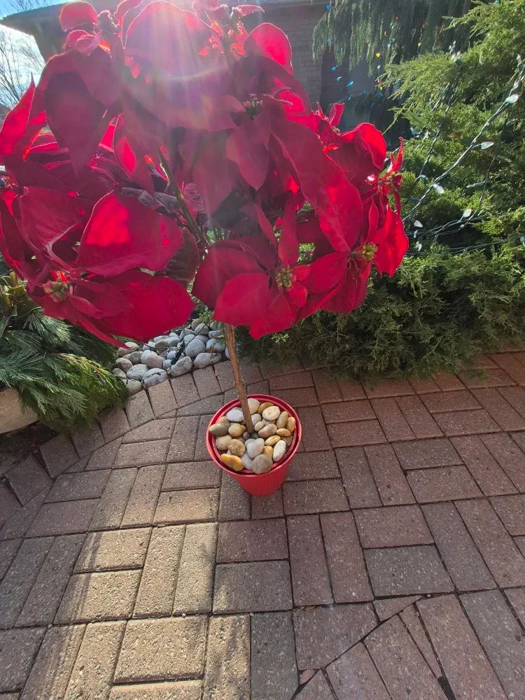 Red Poinsettia Plant image indicator(3)