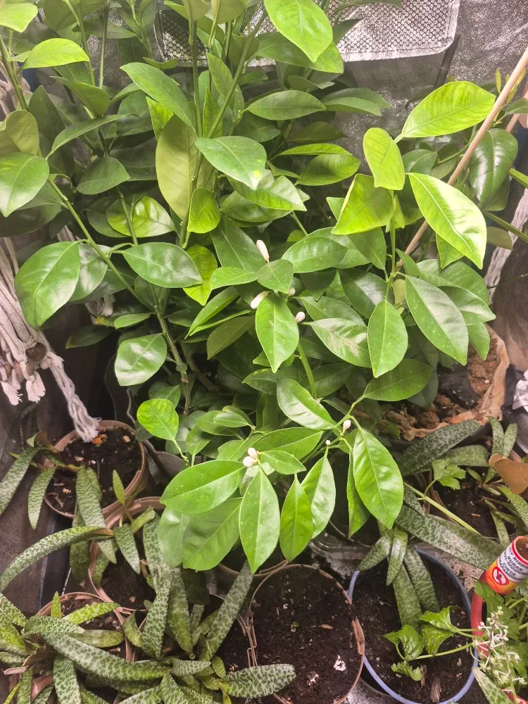 Calamansi image indicator(2)