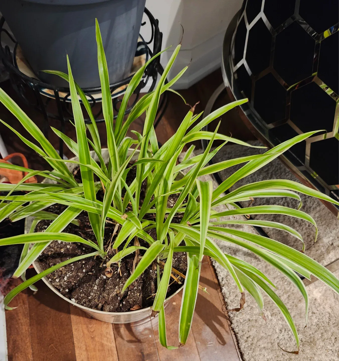 Spider Plant in White Pot