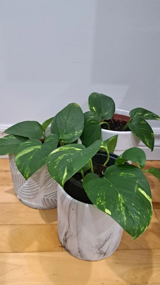Fresh Potted Golden Pothos Plant image indicator(2)