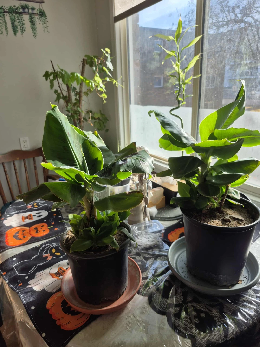 Assorted Kids Toys & Plants