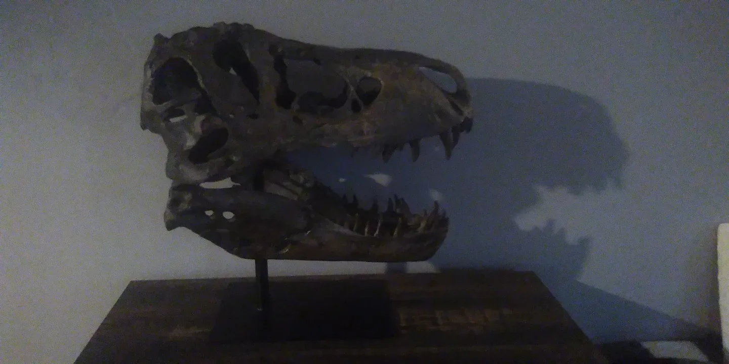 Tyrannosaurus Skull Display image indicator(2)