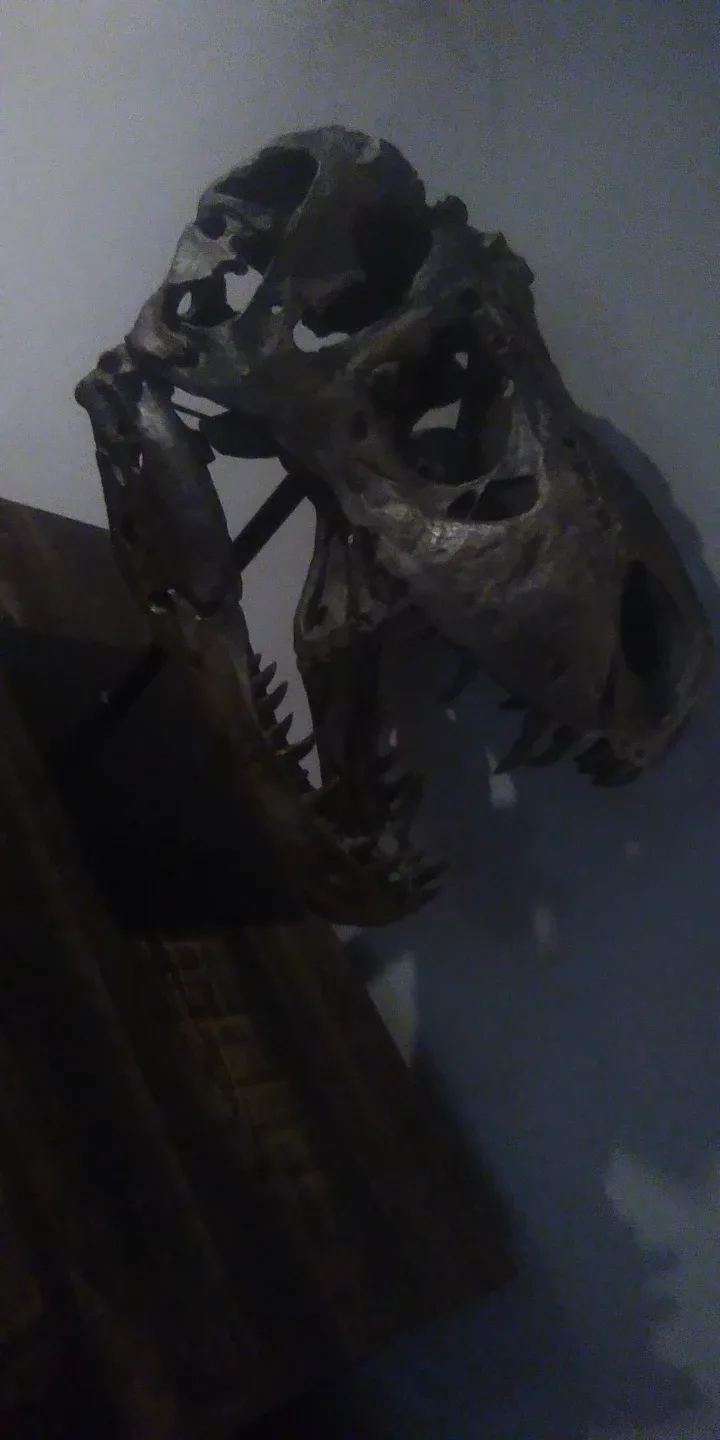 Tyrannosaurus Skull Display image indicator(4)