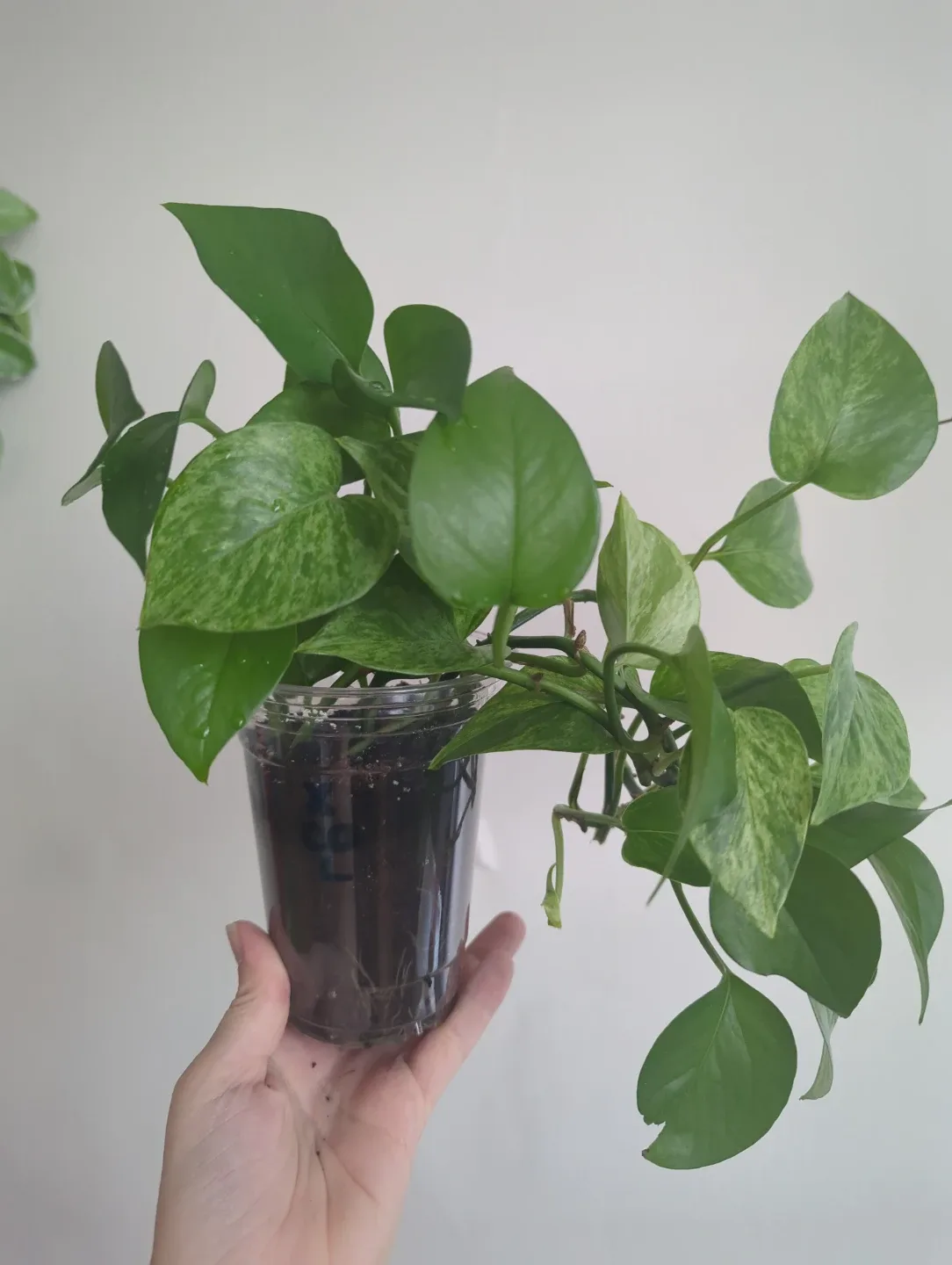 Pothos Plant