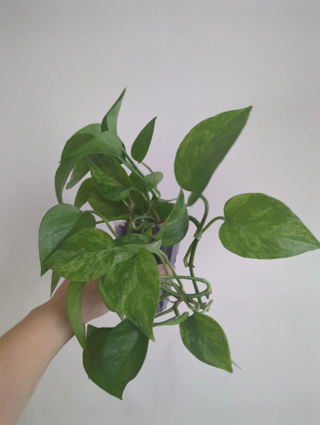 Pothos Plant - photo 2