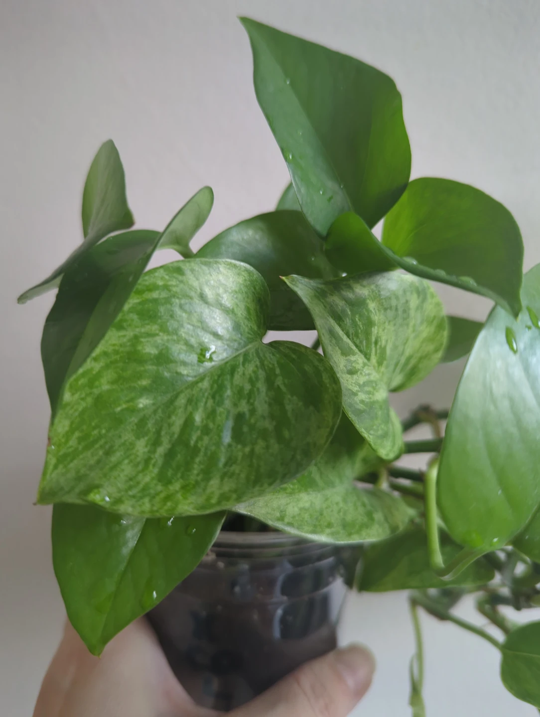 Pothos Plant - photo 3