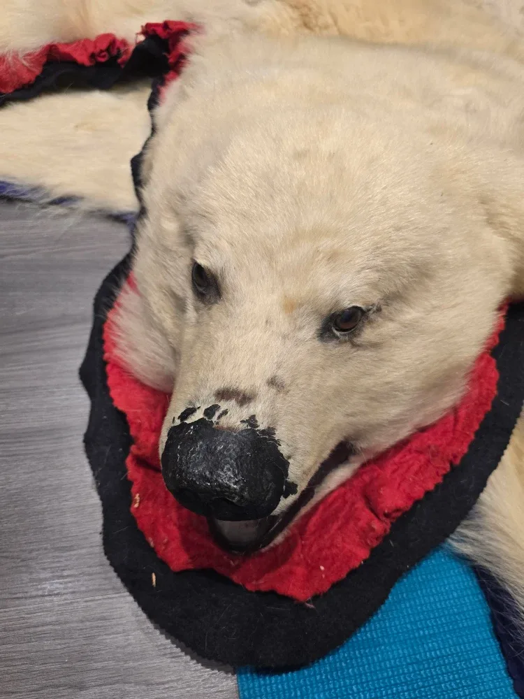 Polar bear skin rug