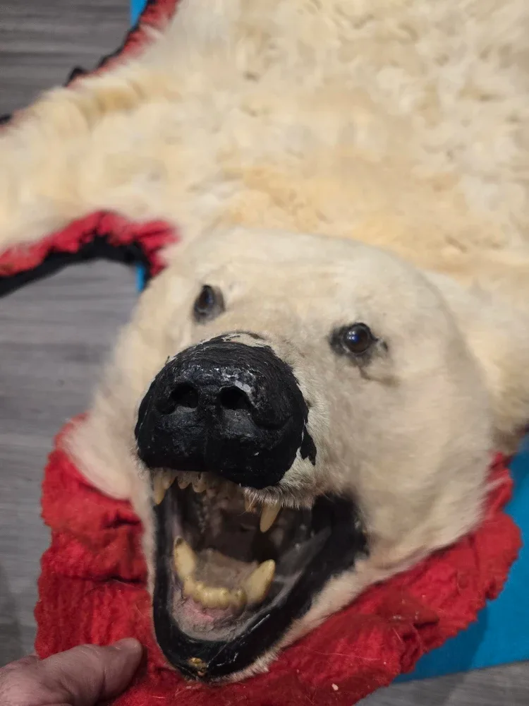 Polar bear skin rug image indicator(3)