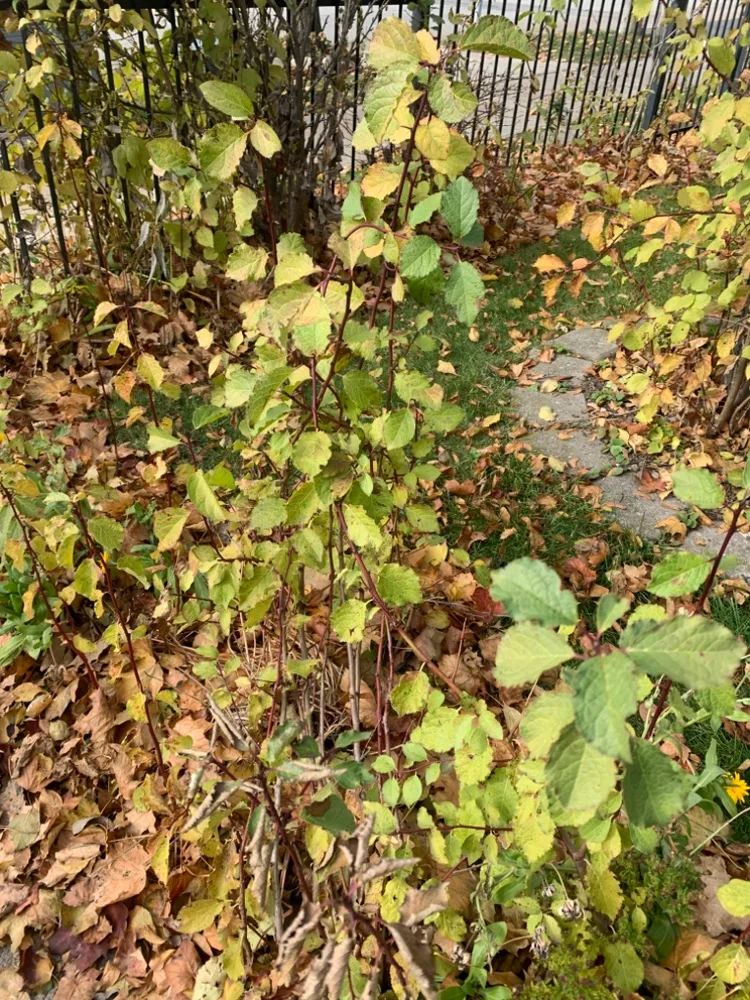 German Plum Tree 2-5 ft. image indicator(4)