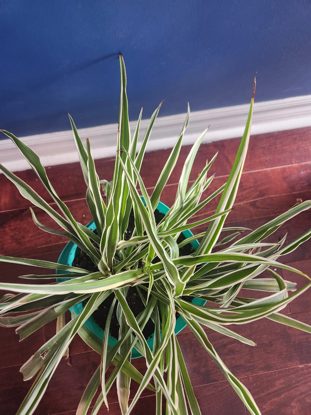 Spider Plant in Turquoise Pot - photo 3