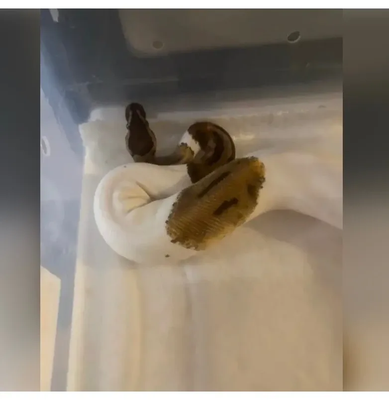 Beautiful High White Pied Ball Python