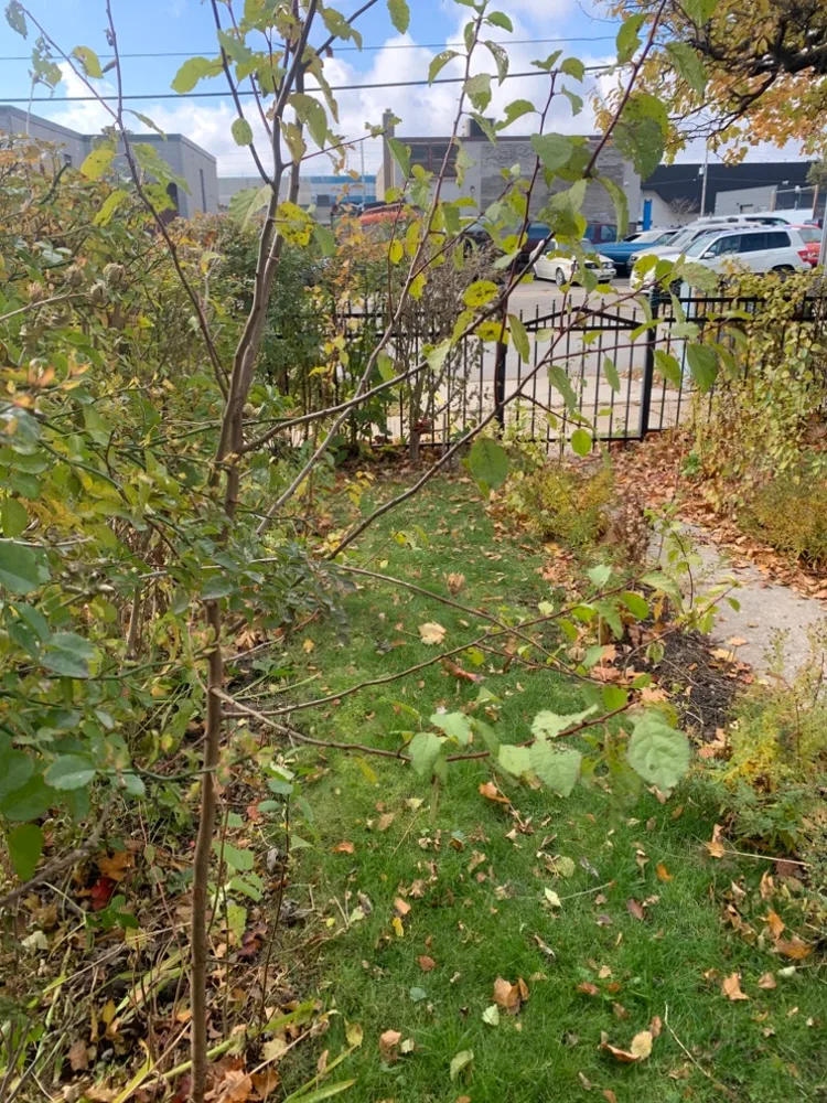 German Plum Tree 2-5 ft. image indicator(2)