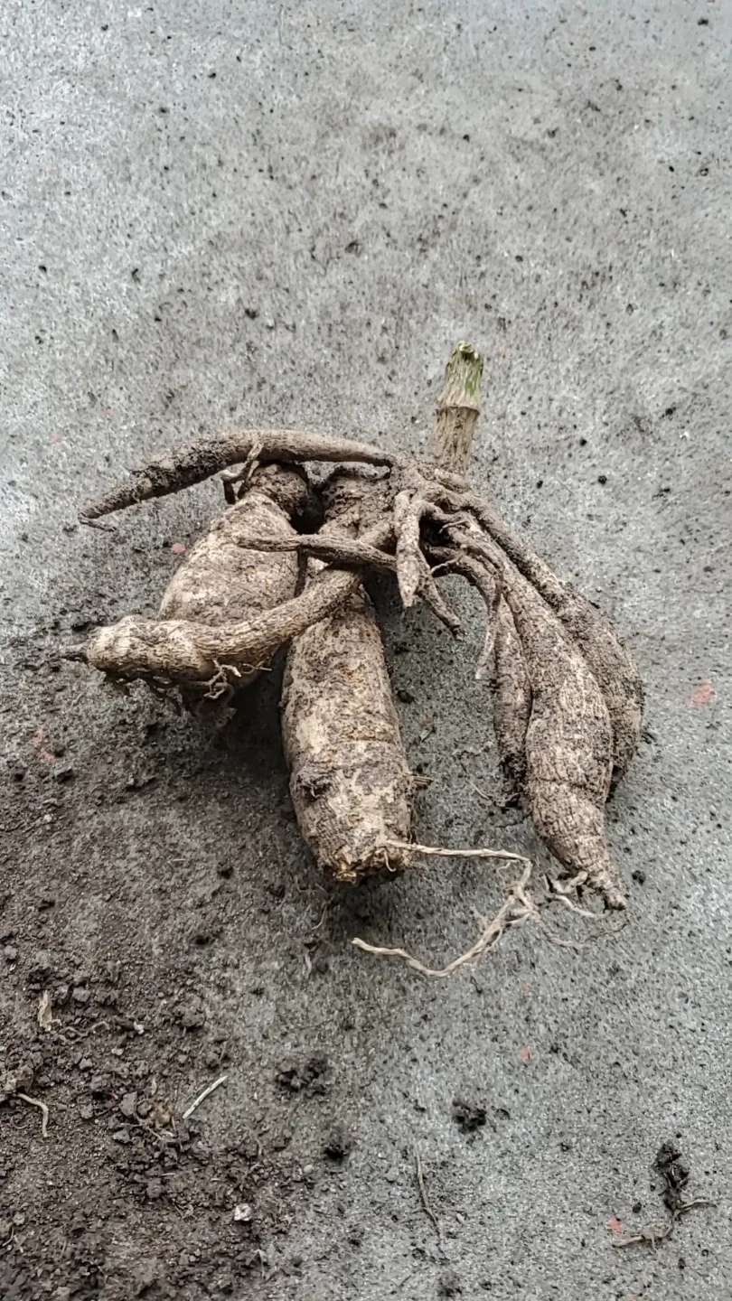 Dahlia roots image indicator(2)