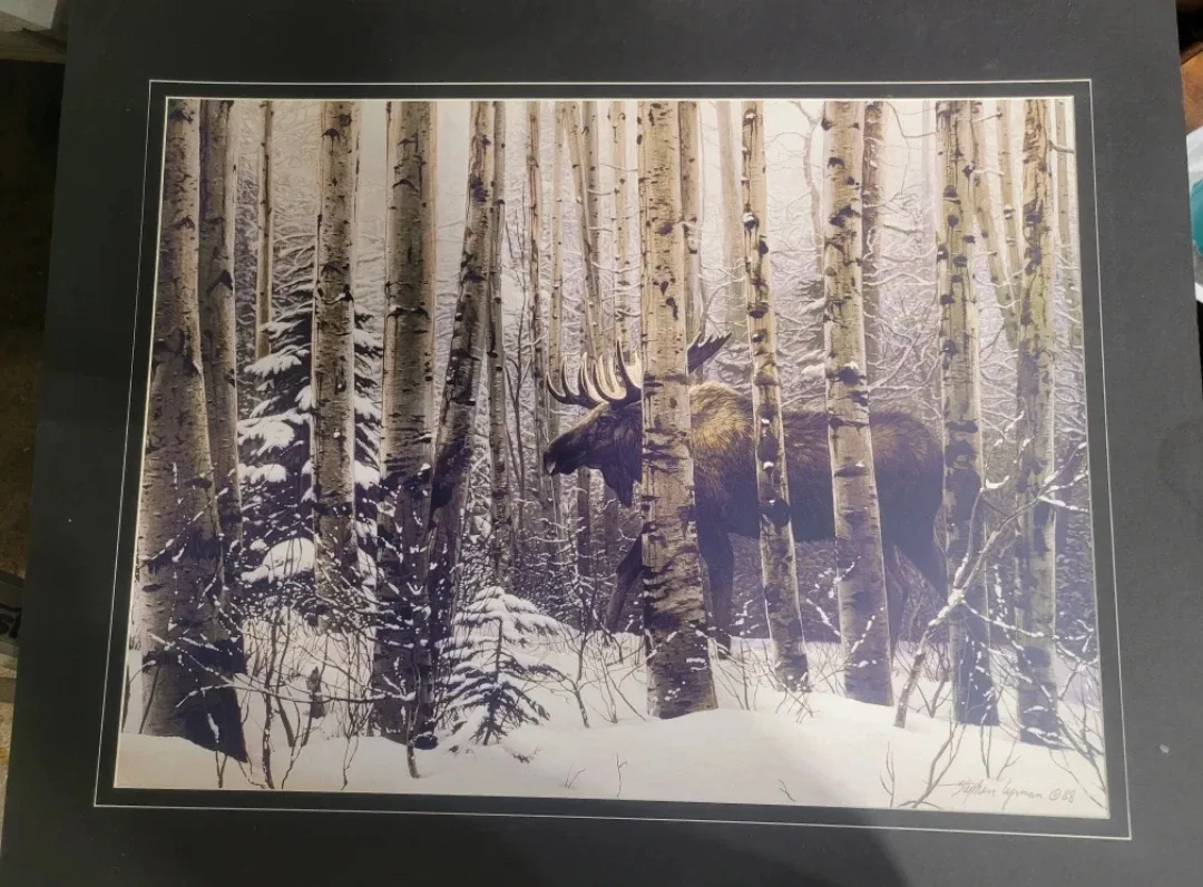 Moose in Birch Forest Print by Stephen Lyman
