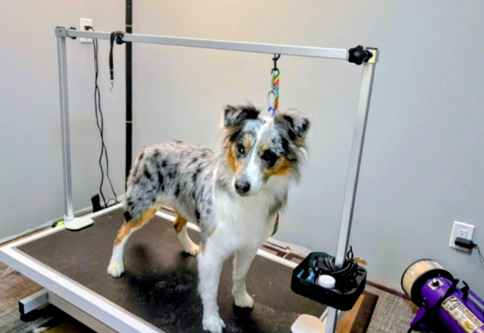 dog grooming 🦴🐶 - photo 4