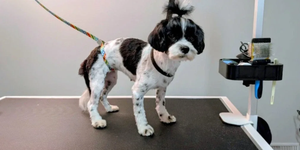dog grooming 🦴🐶 image indicator(7)
