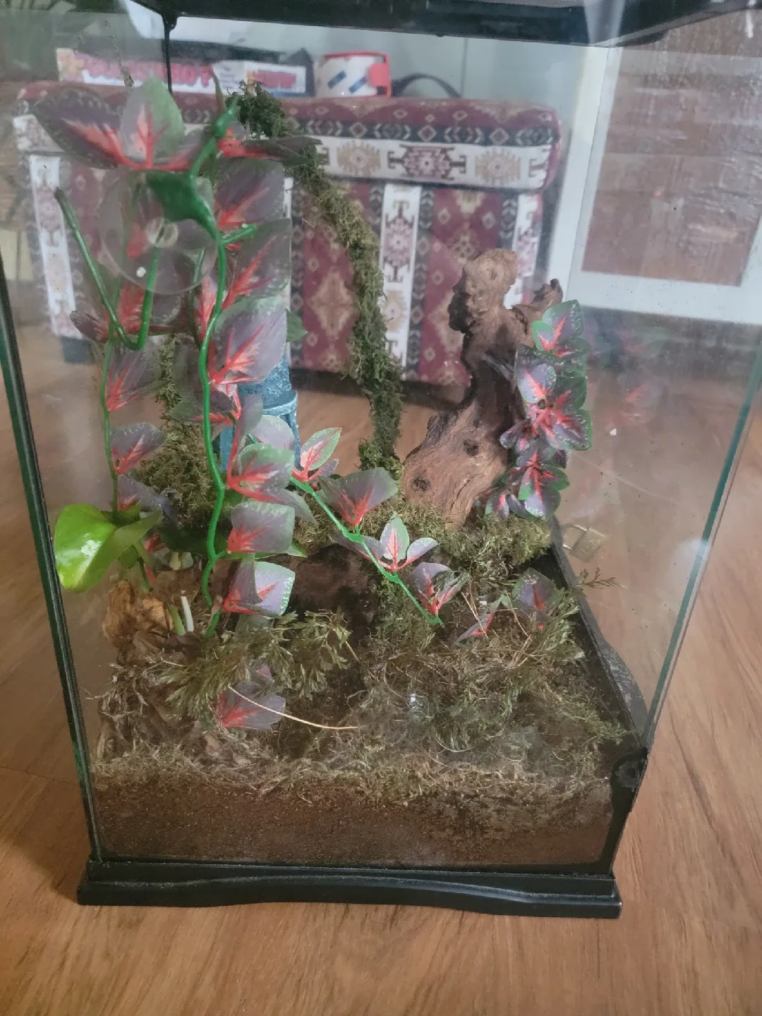 Terrarium with decor image indicator(4)