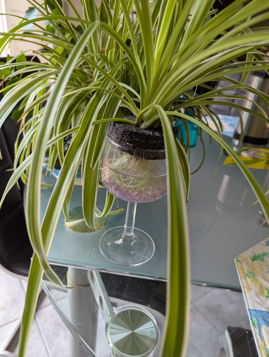 🥕 Baby Spider Plant