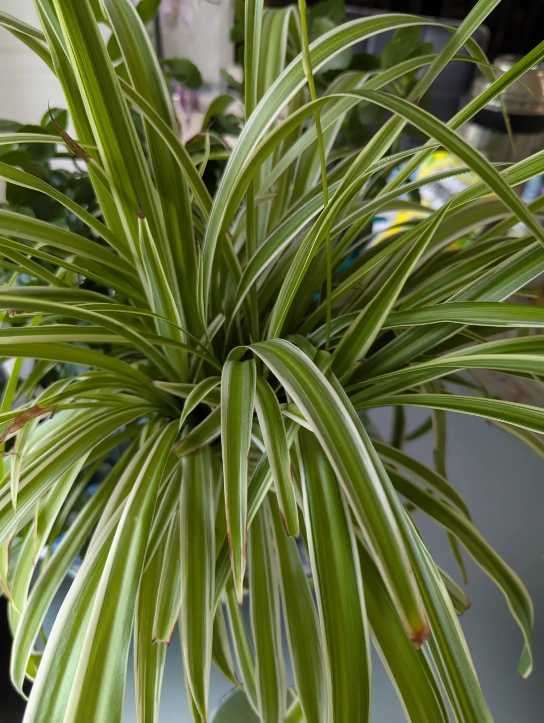 🥕 Baby Spider Plant image indicator(2)