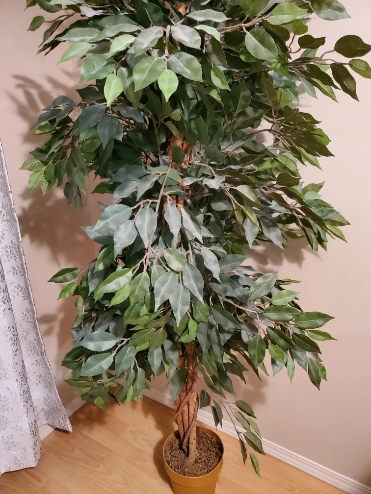 Artificial Ficus Tree in Pot image indicator(2)