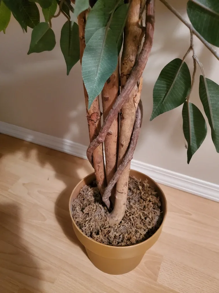 Artificial Ficus Tree in Pot image indicator(4)
