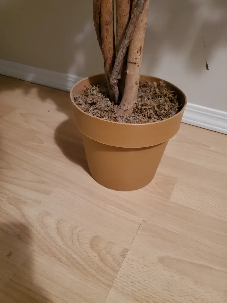 Artificial Ficus Tree in Pot image indicator(5)