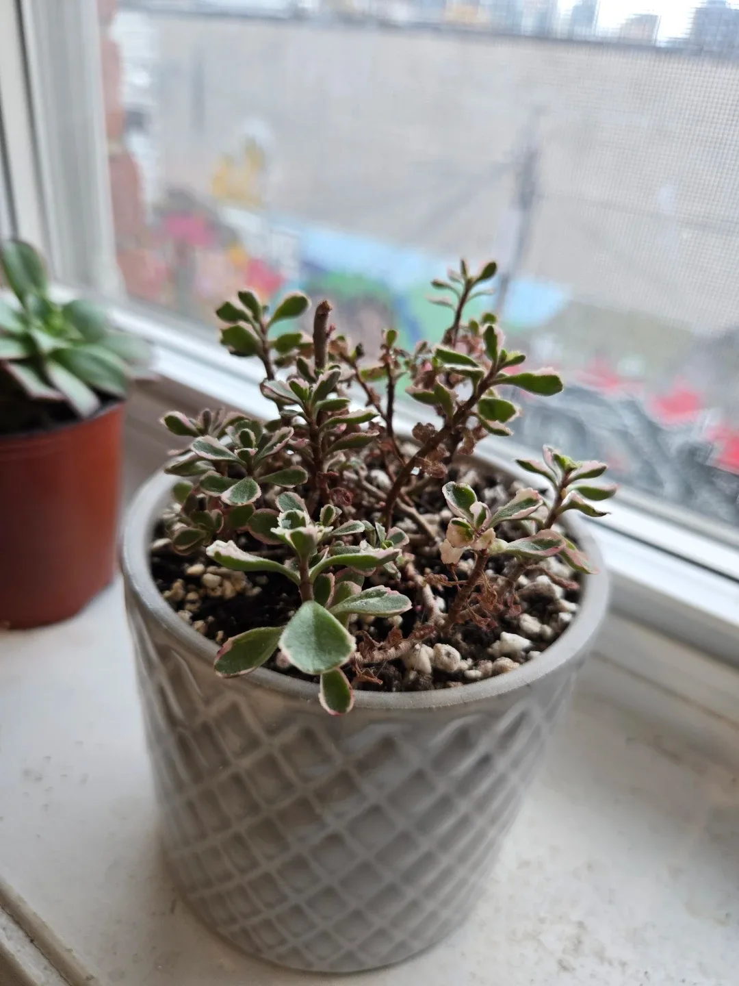 Potted Plant image indicator(3)