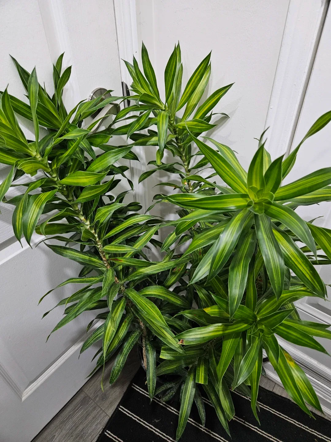 Dracaena plant thumbnail