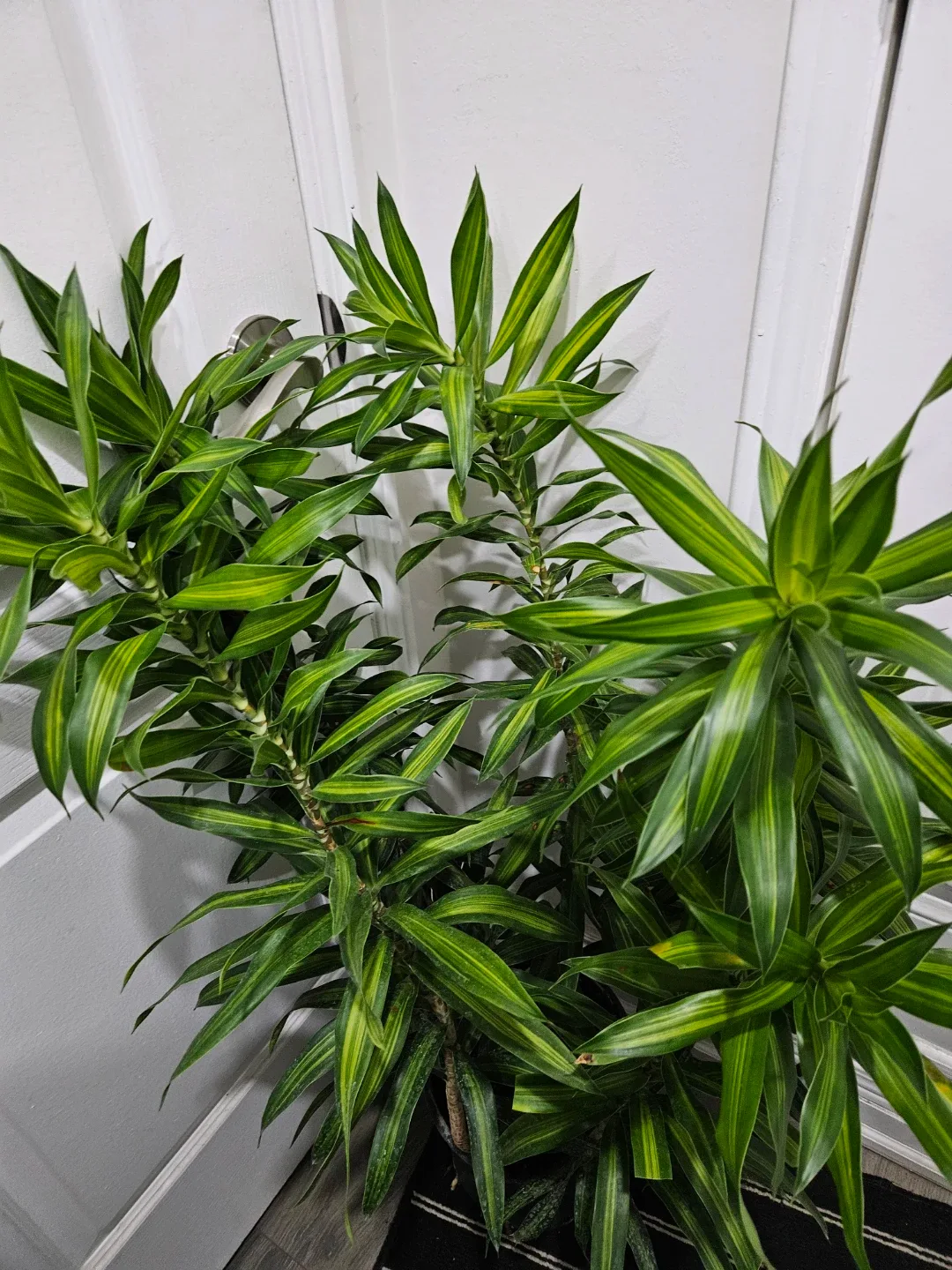 Dracaena plant image indicator(2)