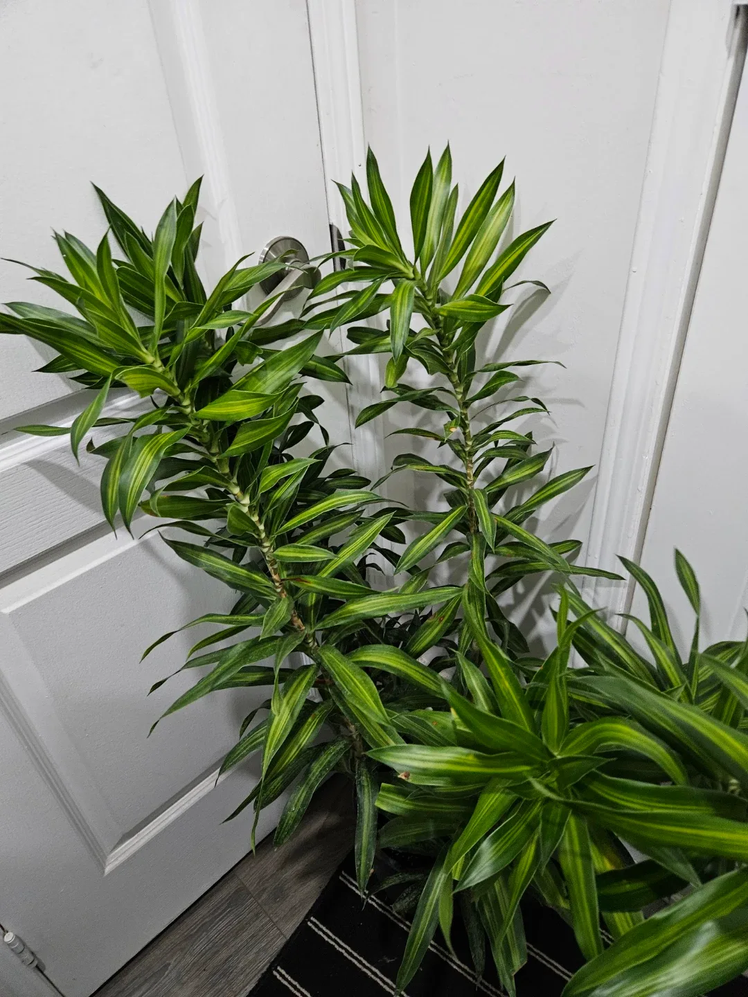Dracaena plant image indicator(4)