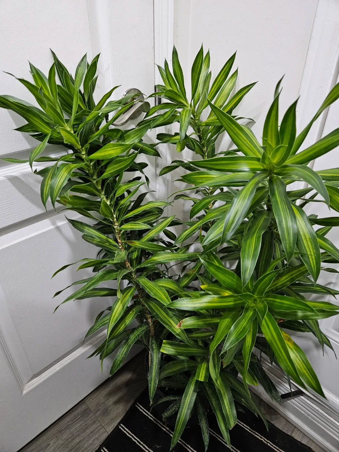 Dracaena plant image indicator(5)
