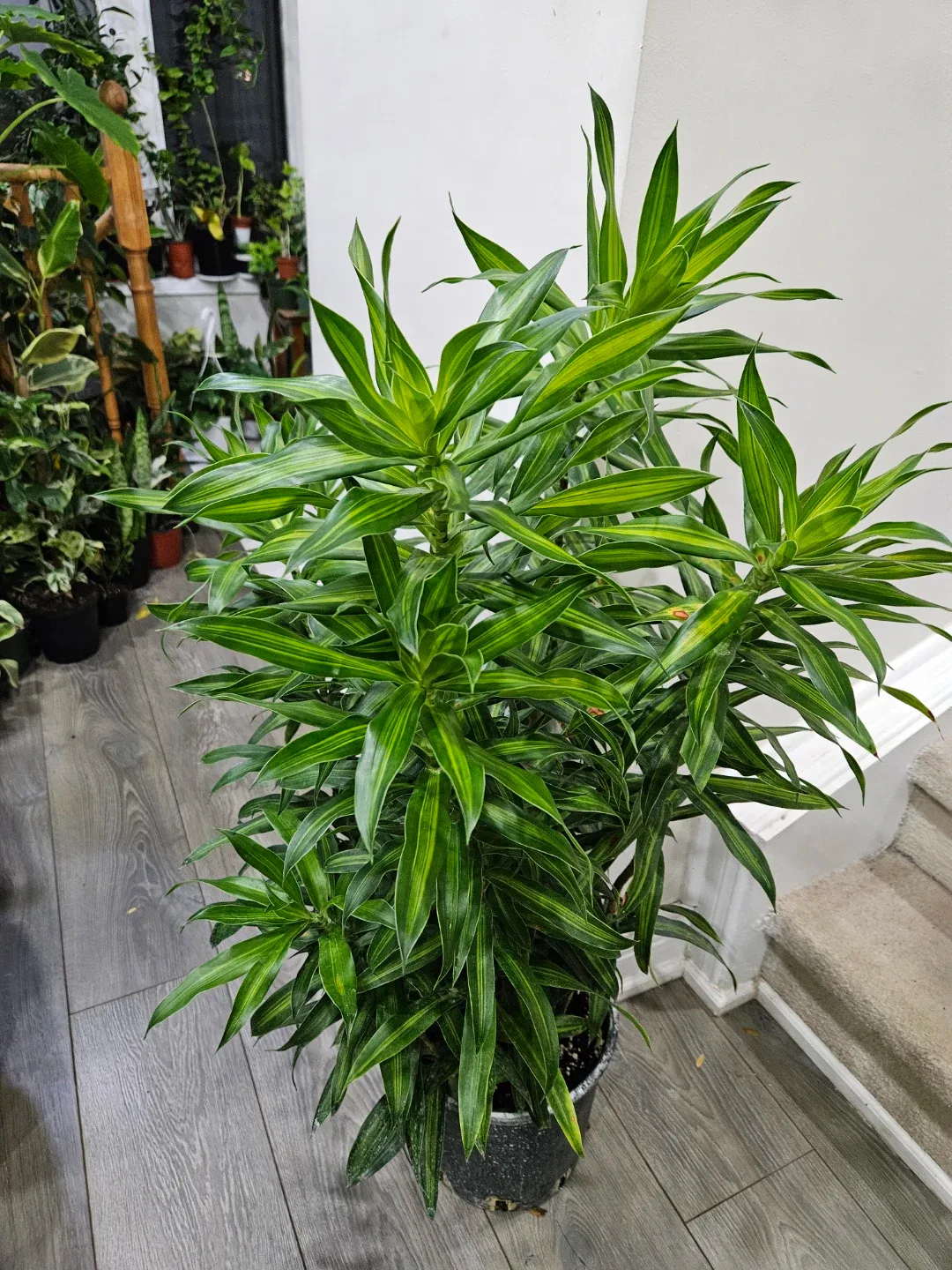 Dracaena plant image indicator(7)