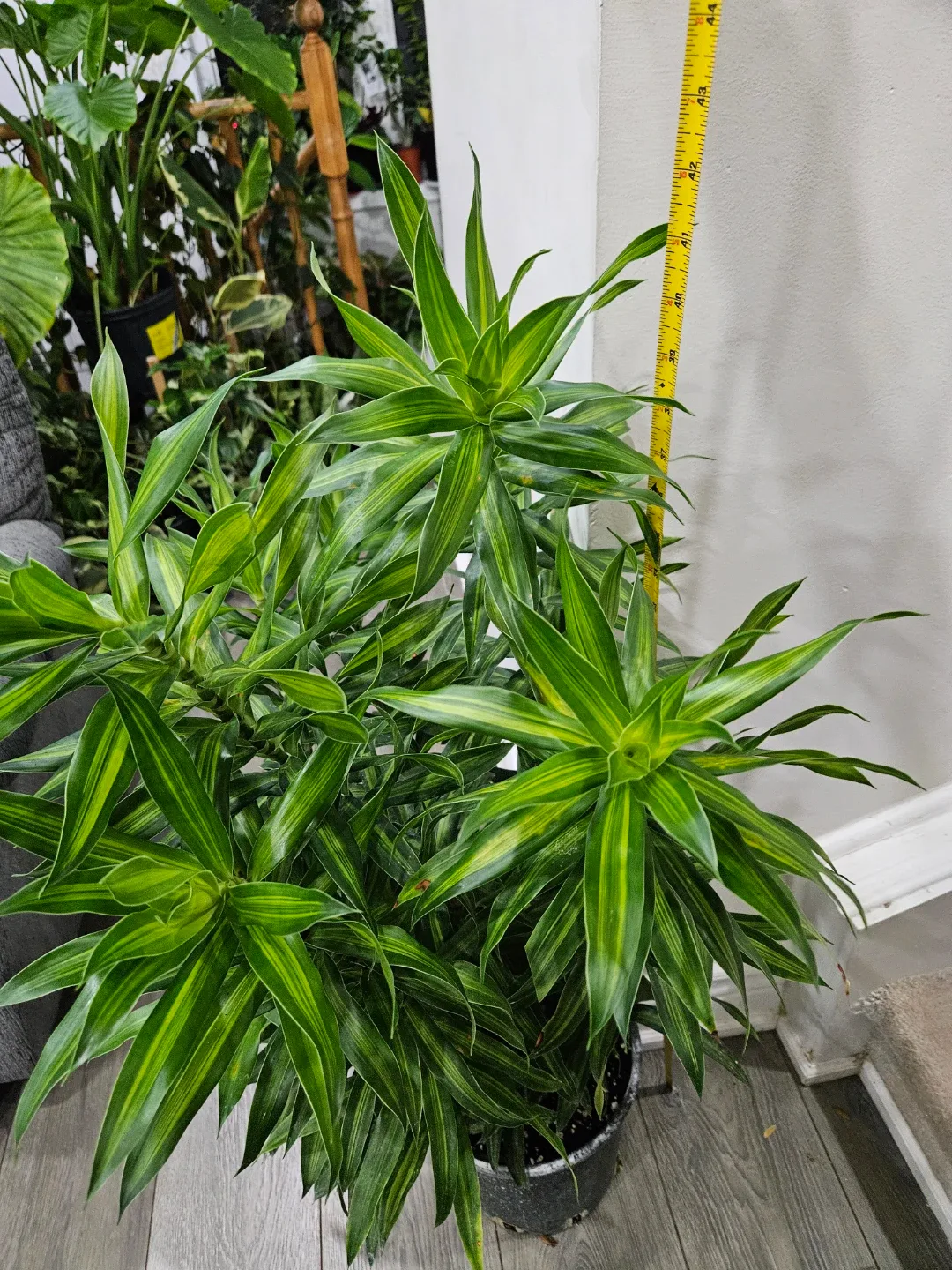 Dracaena plant image indicator(8)