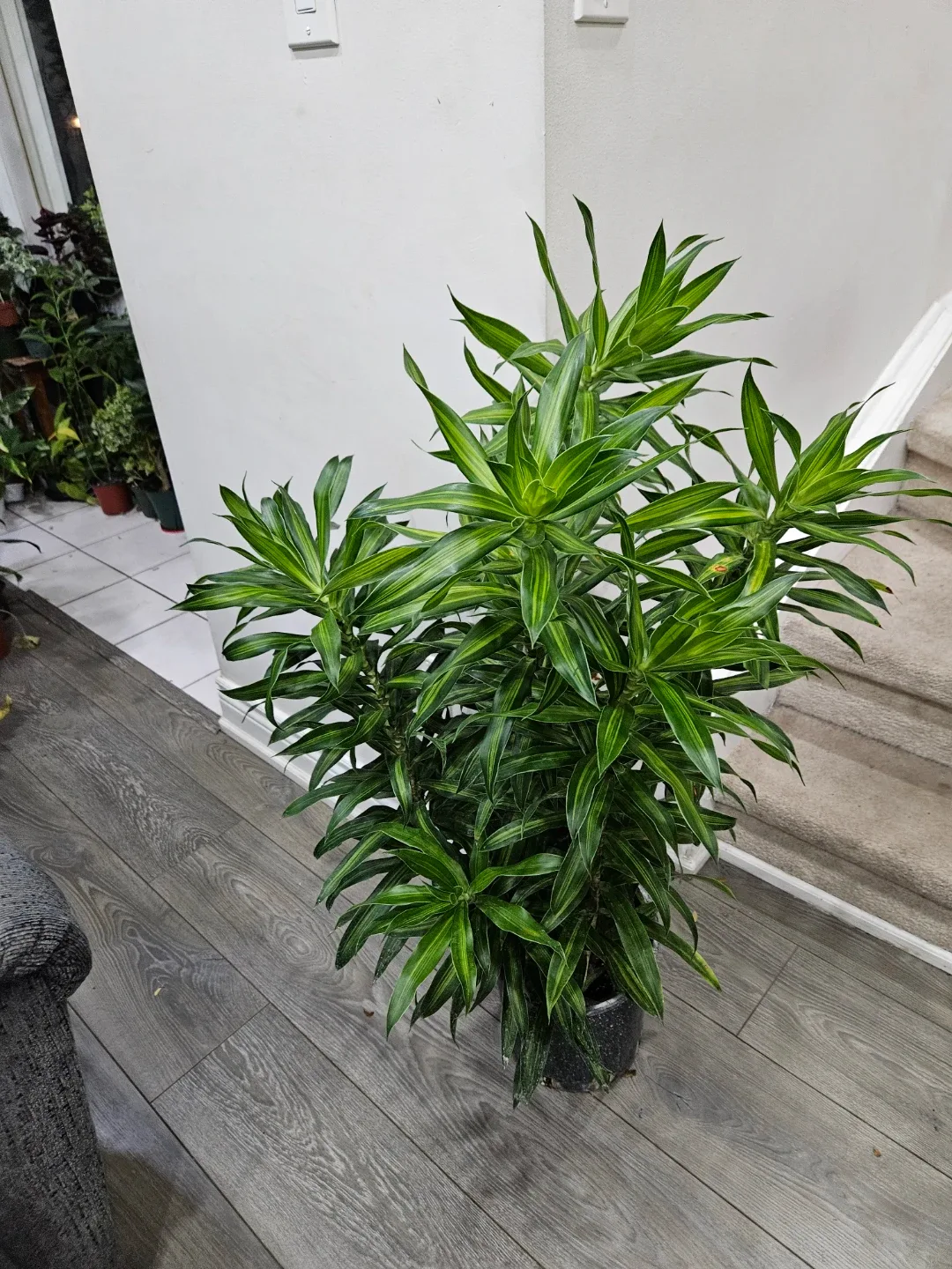 Dracaena plant image indicator(9)