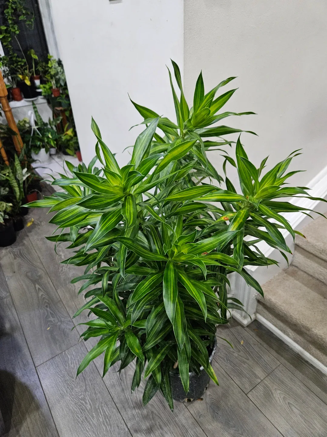 Dracaena plant image indicator(10)
