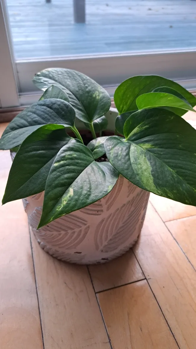 Fresh Potted Golden Pothos Plant image indicator(4)
