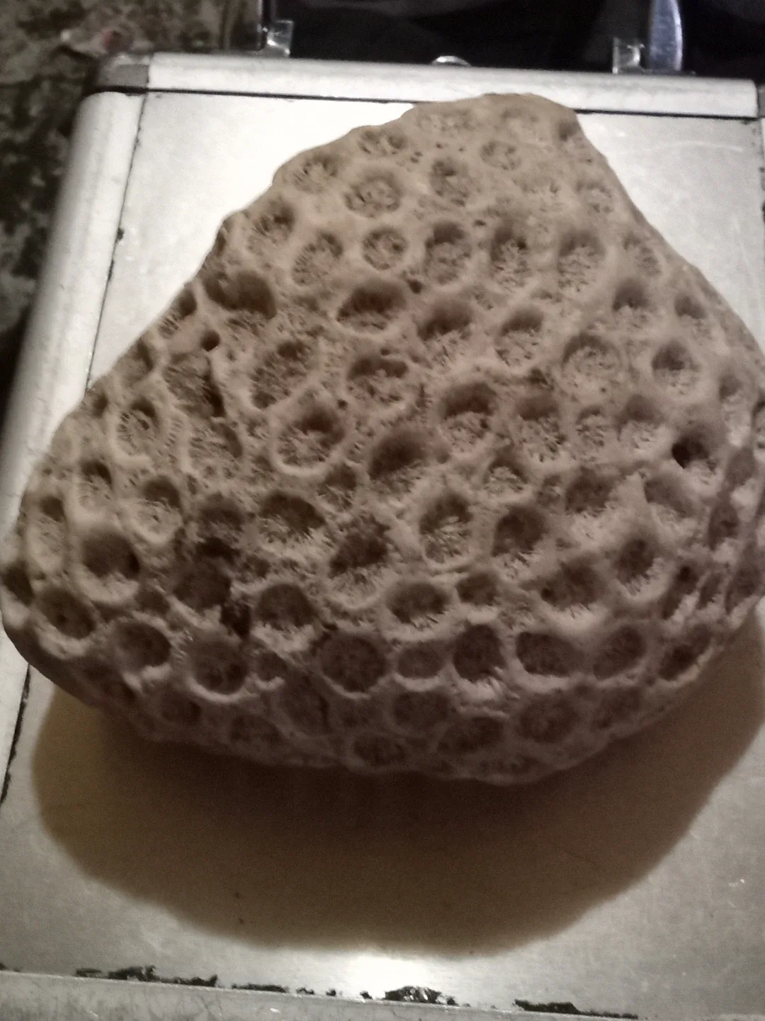 Fossil image indicator(2)