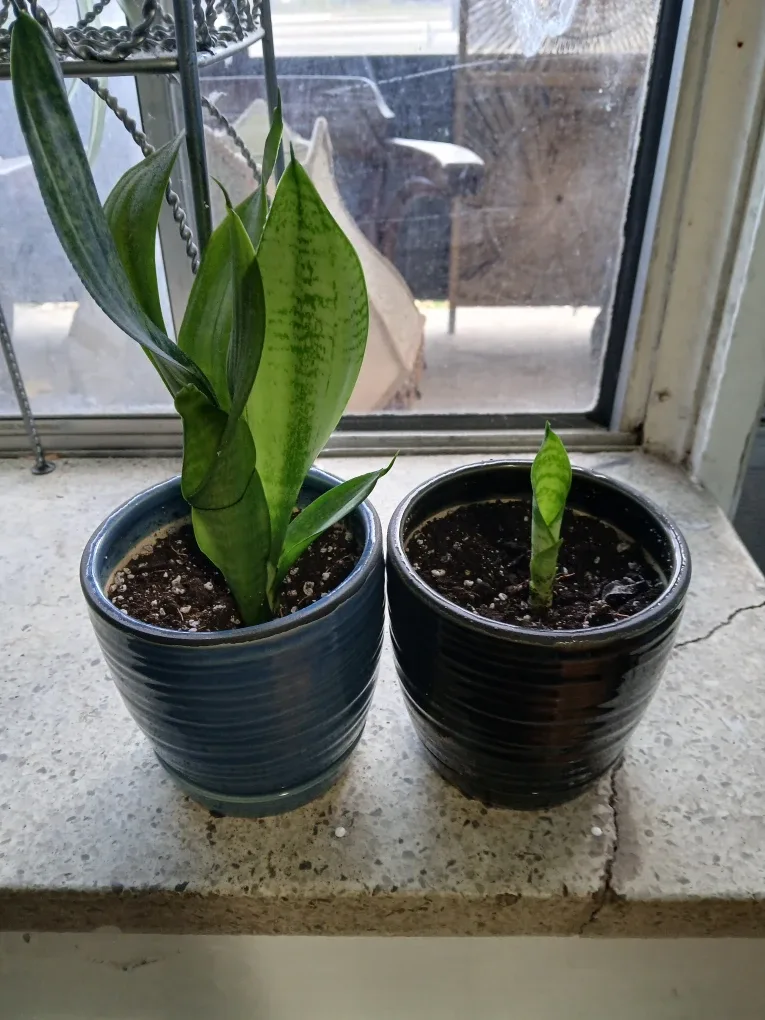 Two potted snake plants image indicator(4)