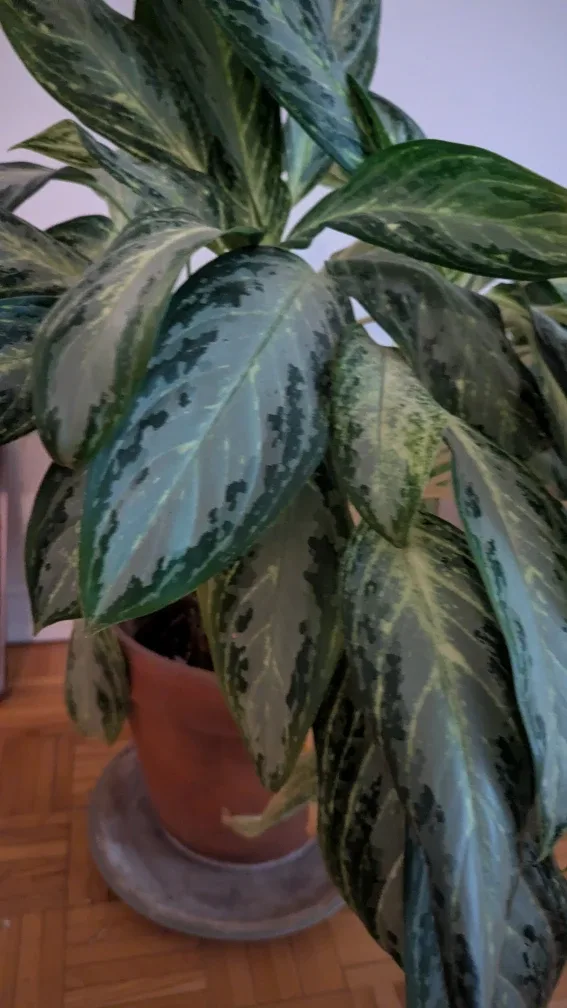 Potted Chinese Evergreen Plant